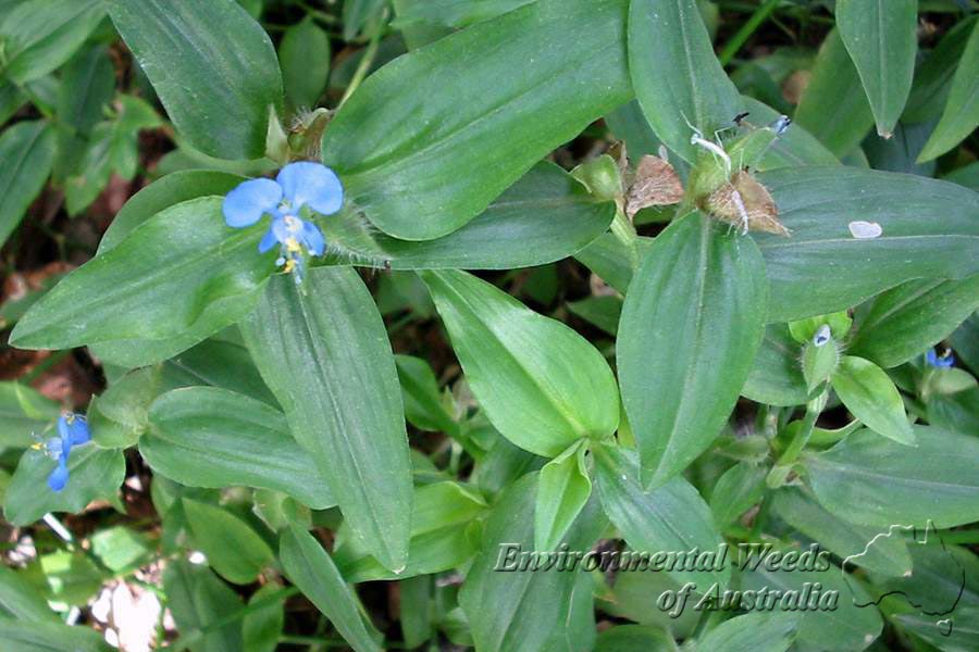 Commelina benghalensis